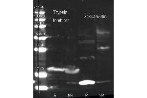 Streptavidin and Biotin conj ugated Rabbit anti-Trypsin inhibitor antibody were used to detect target proteins Trypsin Inhibitor (left) and Streptavidin (right) under reducing (R) and non-reducing (NR) conditions. (Streptavidin Antikörper  (FITC))