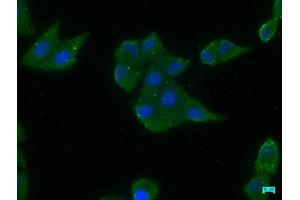 Immunofluorescence staining of Hela cells with ABIN7156695 at 1:200, counter-stained with DAPI. (EIF2AK2 Antikörper  (AA 90-358))