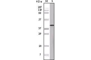 Western Blotting (WB) image for anti-Ovalbumin (OVA) antibody (ABIN2464089) (Ovalbumin Antikörper)