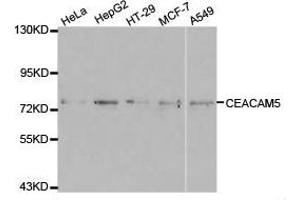 Western Blotting (WB) image for anti-Carcinoembryonic Antigen-Related Cell Adhesion Molecule 5 (CEACAM5) antibody (ABIN1871784) (CEACAM5 Antikörper)