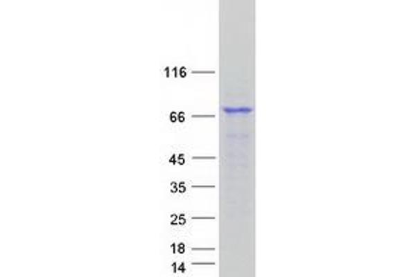 GPSM2 Protein (Myc-DYKDDDDK Tag)