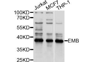 Western blot analysis of extracts of various cell lines, using EMB antibody (ABIN5997666) at 1/1000 dilution. (Embigin Antikörper)
