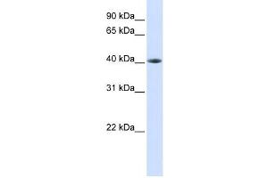 Western Blotting (WB) image for anti-TAR DNA Binding Protein (TARDBP) antibody (ABIN2458178) (TARDBP Antikörper)