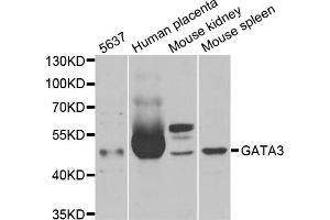 Western blot analysis of extracts of various cell lines, using GATA3 antibody (ABIN5970807) at 1/1000 dilution. (GATA3 Antikörper)