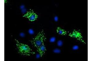 Immunofluorescence (IF) image for anti-Sirtuin 5 (SIRT5) antibody (ABIN1500930) (SIRT5 Antikörper)