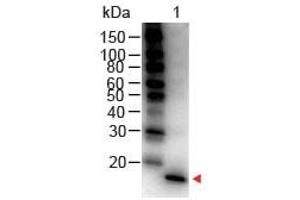 Image no. 1 for anti-Interleukin 1, beta (IL1B) antibody (HRP) (ABIN1102520) (IL-1 beta Antikörper  (HRP))
