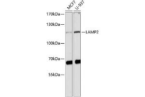 Western blot analysis of extracts of various cell lines, using L antibody (ABIN3023693, ABIN3023694, ABIN3023695 and ABIN6219112) at 1:1000 dilution. (LAMP2 Antikörper  (AA 30-300))