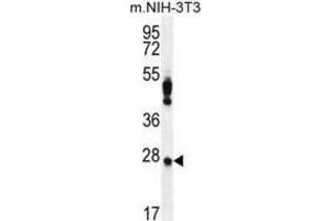 Western Blotting (WB) image for anti-Peroxiredoxin 4 (PRDX4) antibody (ABIN2996535) (Peroxiredoxin 4 Antikörper)