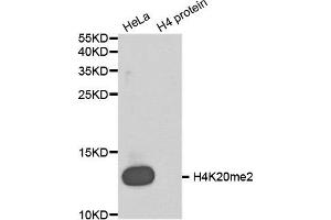 Western Blotting (WB) image for anti-Histone H4 (2meLys20) antibody (ABIN1872988) (Histone H4 Antikörper  (2meLys20))