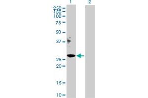 Western Blot analysis of APOM expression in transfected 293T cell line by APOM MaxPab polyclonal antibody. (Apolipoprotein M Antikörper  (AA 1-188))