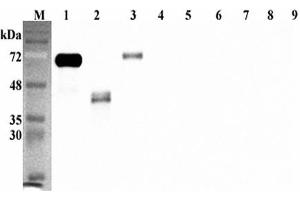 Western blot analysis using anti-DLK1 (human), pAb  at 1:5'000 dilution. (DLK1 Antikörper  (Extracellular Domain))