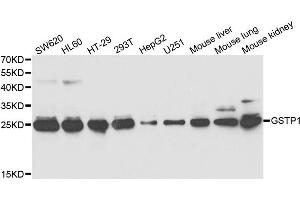 Western Blotting (WB) image for anti-Glutathione S-Transferase pi 1 (GSTP1) antibody (ABIN1876892) (GSTP1 Antikörper)
