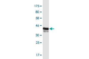 Western Blot detection against Immunogen (37. (ZBTB33 Antikörper  (AA 564-673))