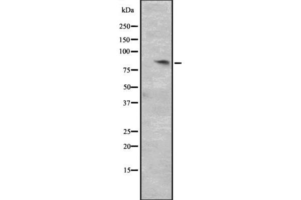 Cyclin T2 Antikörper  (Internal Region)