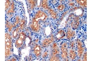 Detection of CD10 in Human Kidney Tissue using Polyclonal Antibody to Neprilysin (CD10) (MME Antikörper  (AA 565-750))