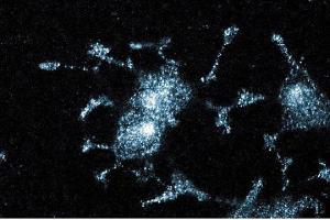 Immunofluorescent staining of PC12 cells. (JNK/SAPK1 (Pan) (AA 264-415) Antikörper)