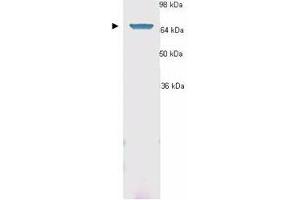 Anti-Hsp70 Antibody - Western Blot. (HSP70 1A Antikörper  (AA 436-503))