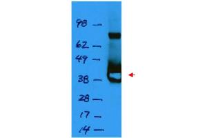 Image no. 1 for anti-LacI antibody (ABIN401452) (LacI Antikörper)