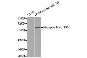 Western blot analysis of extracts from HT29 cells untreated or treated with UV, using phospho-MYC-T358 antibody (ABIN2988193). (c-MYC Antikörper  (pThr358))