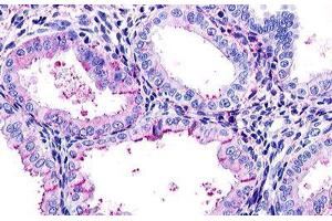 Image no. 1 for anti-Relaxin/insulin-Like Family Peptide Receptor 1 (RXFP1) (N-Term) antibody (ABIN1049306) (RXFP1 Antikörper  (N-Term))