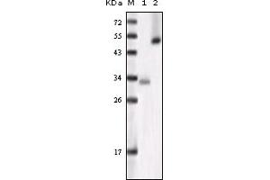 Western Blotting (WB) image for anti-Glycogen Synthase Kinase 3 alpha (GSK3a) (truncated) antibody (ABIN2464060) (GSK3 alpha Antikörper  (truncated))