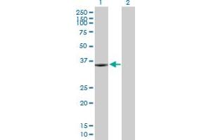 Western Blot analysis of KIF6 expression in transfected 293T cell line by KIF6 MaxPab polyclonal antibody. (KIF6 Antikörper  (AA 1-293))