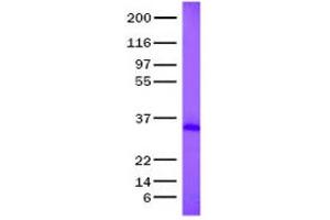 Validation with Western Blot (BMP6 Protein)