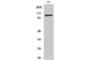 Western Blotting (WB) image for anti-Zinc Finger CCCH-Type Containing 7B (ZC3H7B) (C-Term) antibody (ABIN3177295) (ZC3H7B Antikörper  (C-Term))