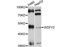 Western blot analysis of extracts of various cell lines, using WDFY2 antibody (ABIN5999186) at 1/1000 dilution. (WDFY2 Antikörper)