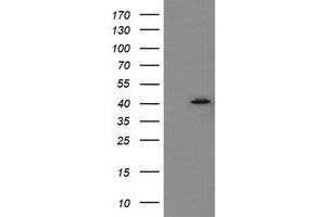 Image no. 1 for anti-Mitogen-Activated Protein Kinase 13 (MAPK13) antibody (ABIN1499958) (MAPK13 Antikörper)