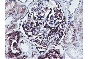 Immunohistochemical staining of paraffin-embedded Human Kidney tissue using anti-SCHIP1 mouse monoclonal antibody. (SCHIP1 Antikörper)