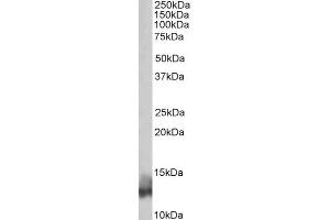 ABIN571208 (0. (Phospholamban Antikörper  (N-Term))