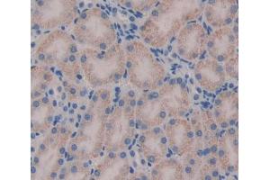 Used in DAB staining on fromalin fixed paraffin- embedded kidney tissue (HADH Antikörper  (AA 1-167))