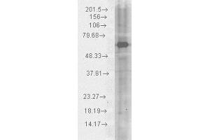 Western blot analysis of Human HeLa cell lysates showing detection of HSP70 protein using Chicken Anti-HSP70 Polyclonal Antibody . (HSP70 Antikörper  (Atto 390))