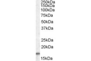Western Blotting (WB) image for anti-Cytochrome C Oxidase Subunit IV Isoform 1 (COX4I1) (C-Term) antibody (ABIN2464264) (COX IV Antikörper  (C-Term))