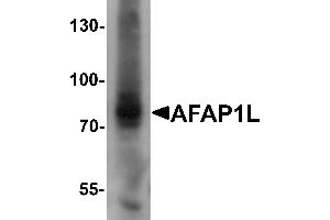 Western blot analysis of AFAP1L1 in A549 cell lysate with AFAP1L1 antibody at 1 µg/mL. (AFAP1L1 Antikörper  (N-Term))