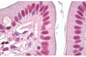 Anti-MSK1 antibody IHC staining of human small intestine. (MSK1 Antikörper  (AA 331-380))