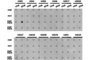 Western Blotting (WB) image for anti-Histone 3 (H3) (H3R2me2a) antibody (ABIN1873014) (Histone 3 Antikörper  (H3R2me2a))