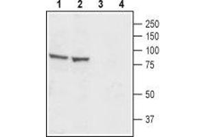 Western blot analysis of rat (lanes 1 and 3) and mouse (lanes 2 and 4) testis lysates: - 1. (CATSPER1 Antikörper  (3rd Extracellular Loop))