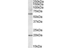 Western Blotting (WB) image for anti-BCL2-Associated Athanogene 4 (BAG4) (AA 349-363) antibody (ABIN1493862) (BAG4 Antikörper  (AA 349-363))