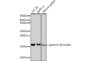Western blot analysis of extracts of various cell lines, using gamma-Synuclein Rabbit mAb (ABIN3016563, ABIN3016564, ABIN1680688 and ABIN1680689) at 1:1000 dilution. (SNCG Antikörper)