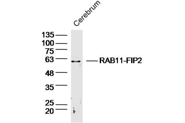 RAB11FIP2 Antikörper  (AA 331-430)