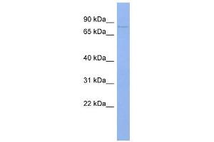 PAPOLB antibody used at 1 ug/ml to detect target protein. (PAPOLB Antikörper  (N-Term))