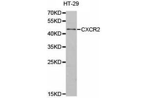 Western Blotting (WB) image for anti-Chemokine (C-X-C Motif) Receptor 2 (CXCR2) antibody (ABIN1872136) (CXCR2 Antikörper)