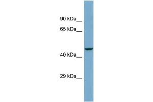 Host:  Rabbit  Target Name:  ZSCAN21  Sample Type:  COLO205 Whole cell lysates  Antibody Dilution:  1. (ZSCAN21 Antikörper  (Middle Region))