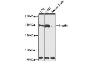 Western blot analysis of extracts of various cell lines using Nestin Polyclonal Antibody at dilution of 1:3000. (Nestin Antikörper)