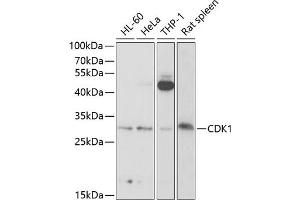 Western blot analysis of extracts of various cell lines, using CDK1 antibody (ABIN6134274, ABIN6138303, ABIN6138304 and ABIN6219543) at 1:1000 dilution. (CDK1 Antikörper  (AA 208-258))