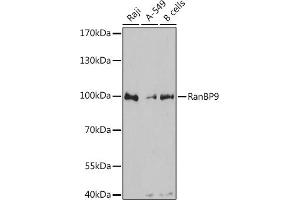 Western blot analysis of extracts of various cell lines, using RanBP9 antibody  at 1:3000 dilution. (Importin 9 Antikörper  (AA 480-605))