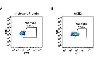 Expi 293 cell line transfected with irrelevant protein  (left) and human   (right) were surface stained with Rabbit anti- monoclonal antibody 1 μg/mL (clone: DM48) followed by Alexa 488-conjugated anti-rabbit IgG secondary antibody. (Rekombinanter ACE2 Antikörper  (AA 18-740))