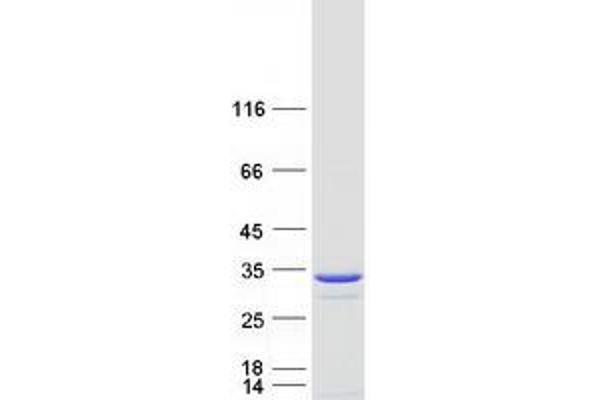 PGLS Protein (Myc-DYKDDDDK Tag)